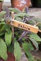 Label used for Salvia. 