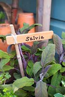 Label used for Salvia.