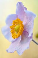 Anemone hupehensis 'September Charm' - Windflower