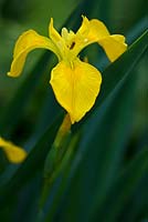 Iris pseudacorus - Yellow Flag Iris