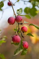 Friut of Malus 'Hyslop' in Autumn