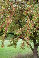 Fruit of Malus toringo var. arborescens in Autumn