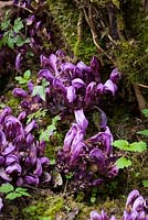 Purple toothwort - a parasite usually found on willow and hazel. Lathraea clandestina