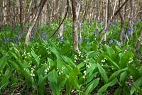 Lily-of-the-valley growing wild with bluebells in a woodland in Gloucestershire. Convallaria majalis