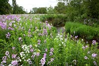 Sweet Rocket, Dame's Violet growing wild by a river in Yorkshire - Hesperis matronalis