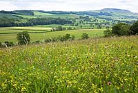 Meadow with yellow rattle. Yorkshire - Rhinanthus minor