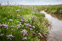 Common Sea Lavender growing on the salt marsh at Stiffkey, Norfolk - Limonium vulgare