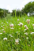 White Clover growing in a field. Trifolium repens