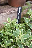 Mentha in container with black and white label