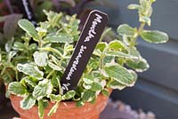 Painted black and white label in container of mentha