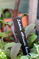 Painted black and white label in container of salvia 