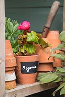 Painted black and white label on terracotta pot with Begonia. 