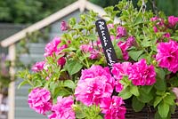 Painted black and white label in hanging basket of Petunia
