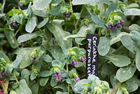Cerinthe major 'Purpurascens' with painted black and white plant name label