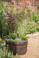 Japanese themed wooden barrel container with plants including Thuja occidentalis 'Teddy', Acer palmatum 'Bloodgood', Pratia pedunculata 'Alba', Saxifraga 'Peter Pan', Hebe and Miscanthus sinensis 'Morning Light'. 