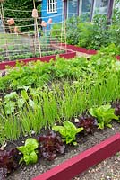 Small raised beds with Lettuces 'Dazzle' and 'Little gem pearl', and Spring onions 'White lisbon'. England, June
