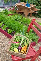 Small garden with wicker trug of fresh vegetables - Carrots 'Early nantes 5', Peas 'Kelvedon wonder', Courgette 'Defender' and Onion 'Red baron'.