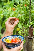 Woman harvesting Tomato 'Tumbling Tom' planted in in an old metal watering can 
