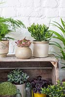 Houseplants displayed with old wooden box. Plants include Asparagus plumosus, Chamadorea elegans, Crassula arborscens, Crassula ovata 'gollum', Crassula ovata 'minima' and Peperomia capanata 'rosso'