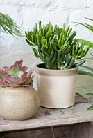 Succulents on old wooden box - Crassula ovata 'Gollum',  Echeveria