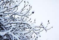 Snow covered branches - Cantax