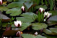 Nymphaea - Water lilies