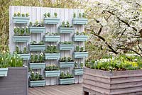 Modern garden with screen and mounted tubs filled with flowering bulbs including Tulips. Keukenhof, Lisse, Holland