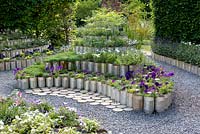 Title: Mis en Boite. Hundreds of tin cans stacked and built as borders. All filled with plants and herbs - Campanula,  Lavandula, Origanum