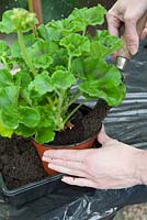 Re-potting a pelargonium - adding soil to pot