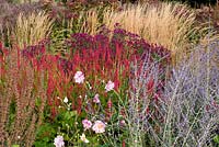 Autumn border of Perennials and Grasses, September. Ornamental grasses with pink and purple flowers. 