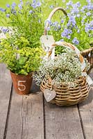 Table settings of Gypsophila in wicker basket, Alchemilla mollis and Parsley flowers in pot and Harebells in a wicker basket.