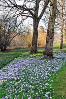 Naturalised Crocus tommasinianus and Narcissus Pseudonarcissus at Savill gardens Windsor