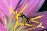 Hoverfly on Zephyranthes flower