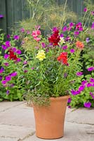 Plants include Penstemon 'Sweet Joanne', Bronze fennel 'Rubrum', Thymus 'Coccineus' and Antirrhinum majus Liberty Classic Series Mix