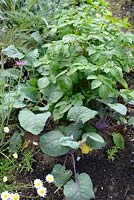 Lasagna gardening - Kohlrabi and Potato