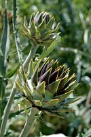 Cynara scolymus - Artichoke 'Gros vert de Laon'