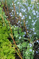 Dwarf Pea 'Douce Provence' growing with wooden supports surrounded by Curly leaf Parsley 'Green Pearl'and Flax