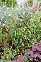 Dwarf Pea Mangetout 'Norli' growing on support with Orach and Flax background