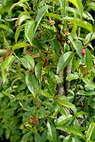 Taphrina deformans - Leaf curl disease on Peach tree