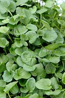 Cochlearia officinalis - Common Scurvy Grass