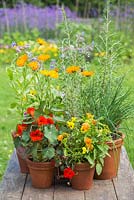 Plants include French Lavender, Nasturtium 'Empress of India', Borage, Viola mixed, Calendula 'Ball's Improved Orange', Rosemary and Chives