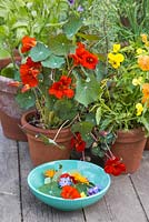 Plants include  Nasturtium 'Empress of India', Borage, Viola mixed, Calendula 'Ball's Improved Orange', 