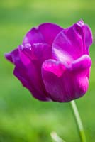 Tulipa triumph 'Negrita'