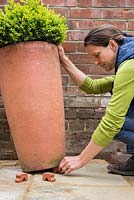 Adding pot feet to long tom container planted with Buxus sempervirens
