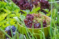 Square foot gardening in a large raised vegetable trug. Bowl of harvested lettuce sat amongst vegetables