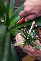 Reviving a Clivia miniata infested with mealy bug