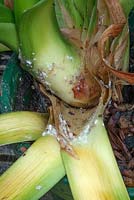 Reviving a Clivia miniata infested with mealy bug.