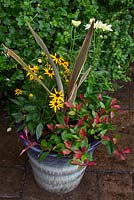 Autumn container planted with Phormium 'Alison Blackman', Photinia  'Little Red Robin', Leucanthemum maximum 'Broadway Lights' and Rudbeckia 'Little Gold Star'