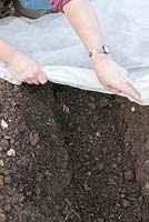 Planting potatoes in trenches. Draw a double layer of fleece over the bed resting it on the ridges to warm the soil