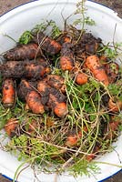 Harvest of home grown organic carrots